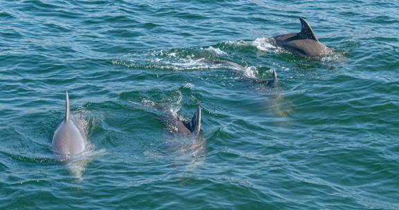 Sail Wild Hearts dolphin cruise orange beach alabama