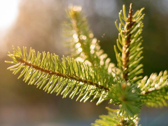 Christmas Tree Evergreen