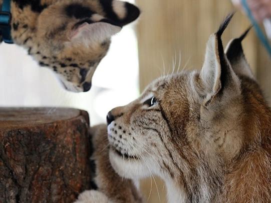 Alabama Gulf Coast Zoo