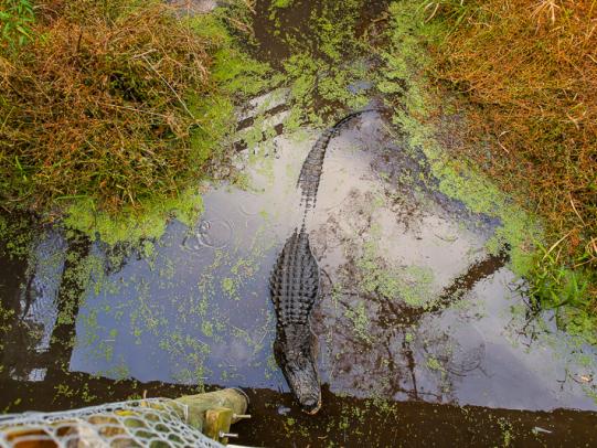 Alligator Alley