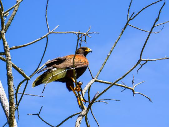 Bird at Graham Creek Nature Preserve Foley, AL