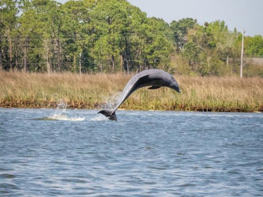 dolphin jumping out of the water gulf shores al