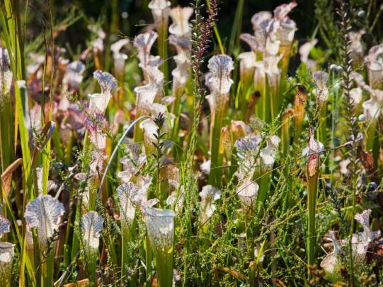 Weeks Bay National Estuarine Research Reserve