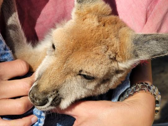 Animal Encounter at Alabama Gulf Coast Zoo