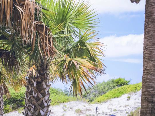 Palm trees