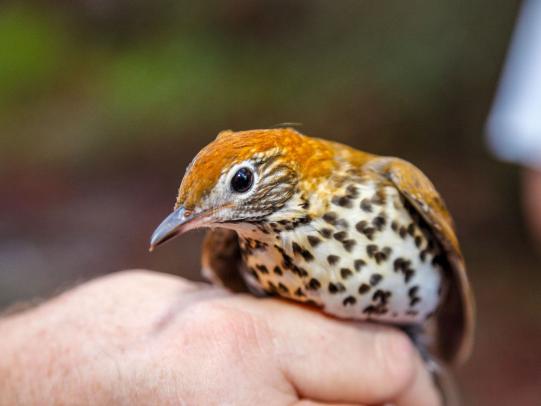 Fort Morgan Bird Banding