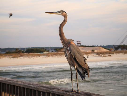 Heron Gulf State Park Pier