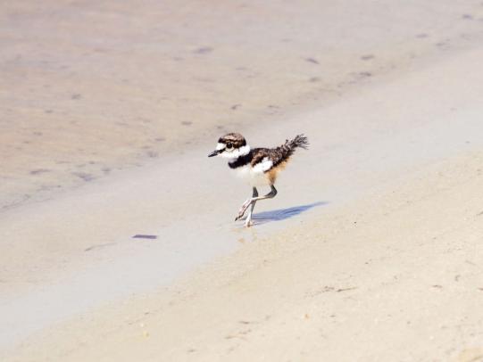 Sandpiper Gulf Shores