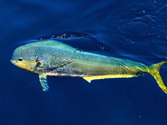 Colorful Mahi Mahi Fish