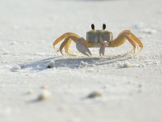 ghost crab on the beach