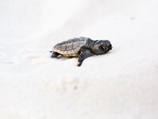 baby turtle hatches on Gulf Shores beach
