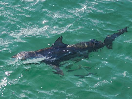 Atlantic Sharpness Shark in Gulf Shores
