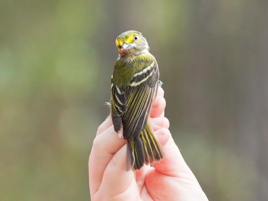 hand holding a migratory bird at BirdFest, free birding festival in Fort Morgan