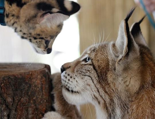 Alabama Gulf Coast Zoo