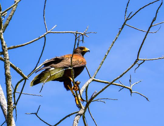 Bird at Graham Creek Nature Preserve Foley, AL