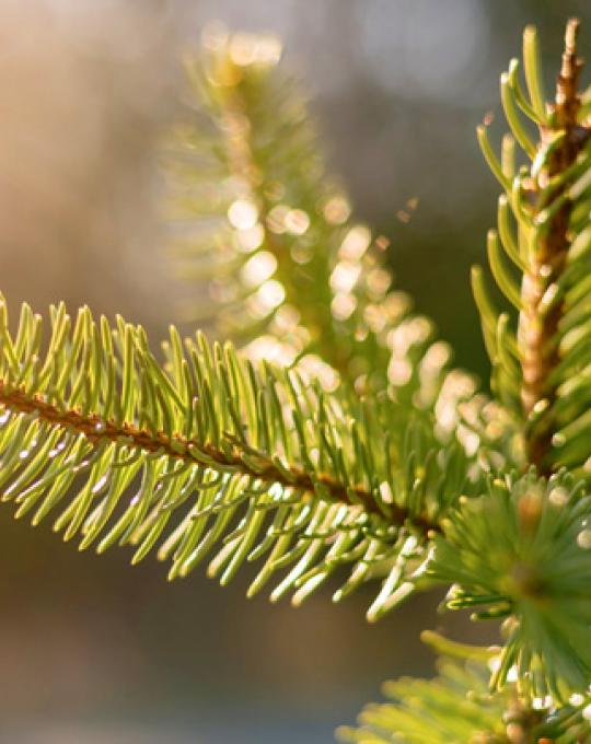 Christmas Tree Evergreen