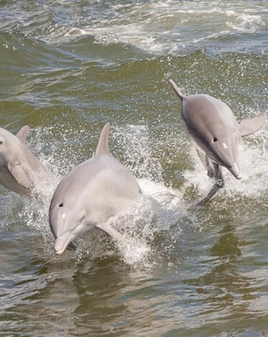 Dolphin Cruise in Orange Beach AL