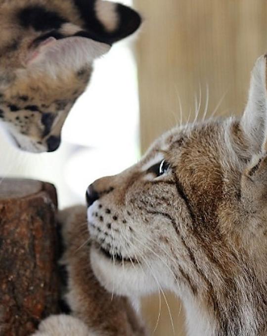 Alabama Gulf Coast Zoo