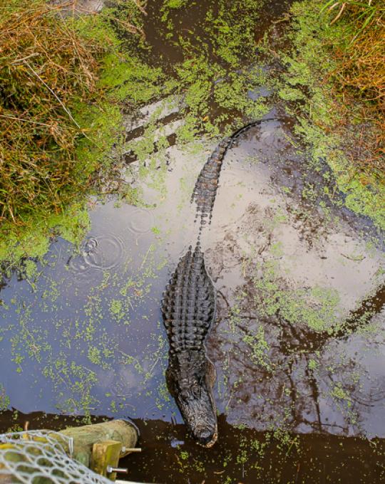 Alligator Alley