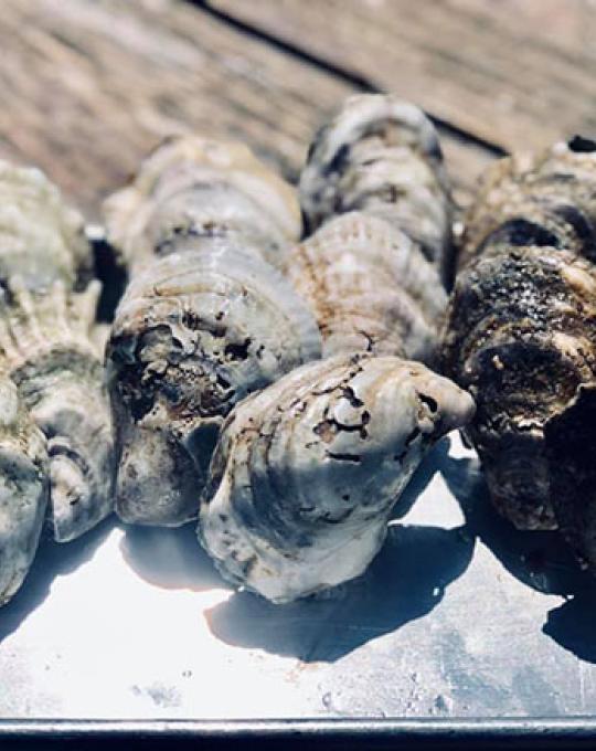 The Royal Oyster oysters