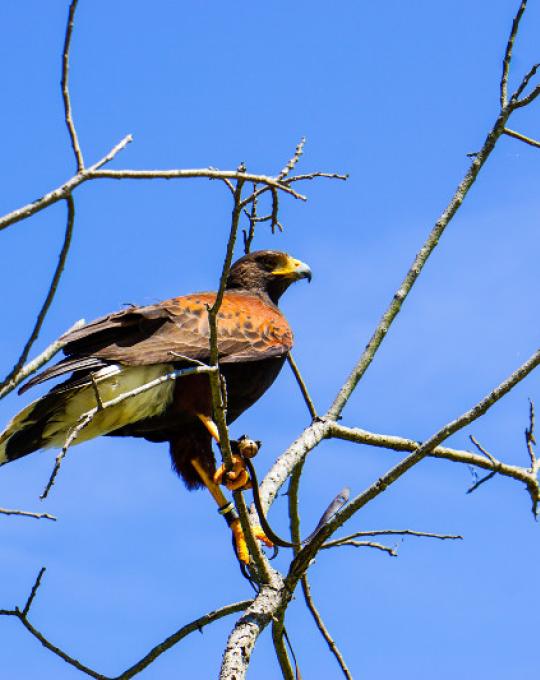 Bird at Graham Creek Nature Preserve Foley, AL