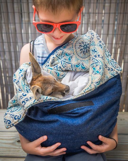 boy holding baby kangaroo at the Alabama Gulf Coast Zoo Gulf Shores