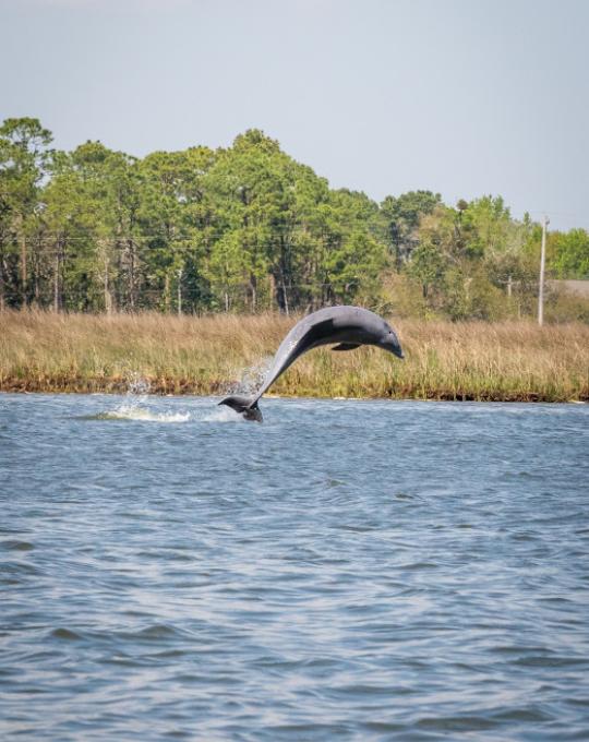 dolphin jumping out of the water gulf shores al