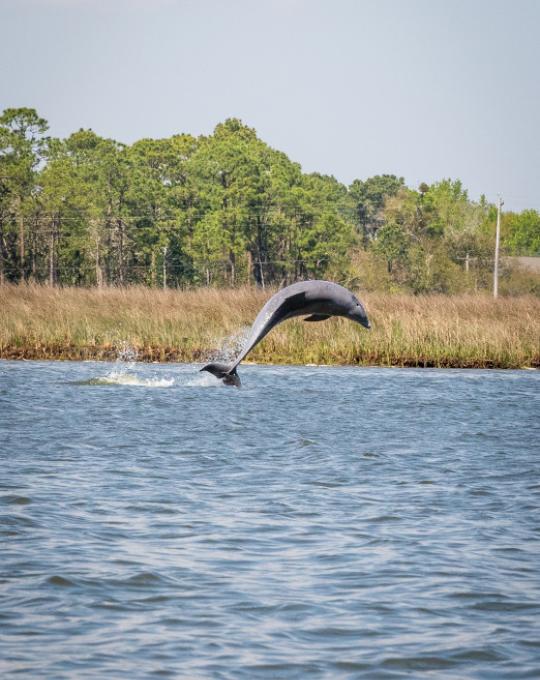 Bottlenose dolphin in Orange Beach's back bays