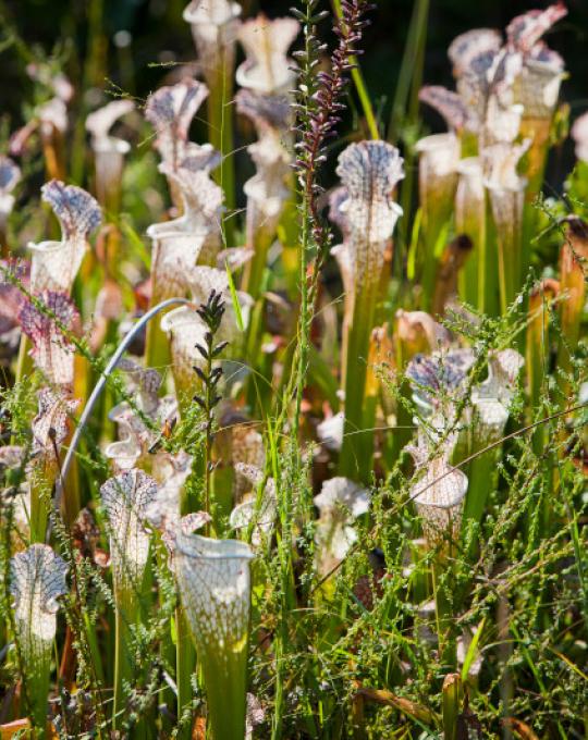 Weeks Bay National Estuarine Research Reserve