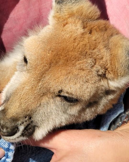 Animal Encounter at Alabama Gulf Coast Zoo