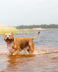 Dog Pond Lake Shelby