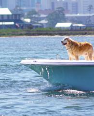 dog on a boat in orange beach al