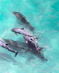Aerial view of dolphins swimming together in clear blue water in Orange Beach