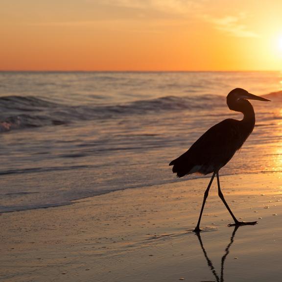 heron walking the beach at sunset in Orange Beach al