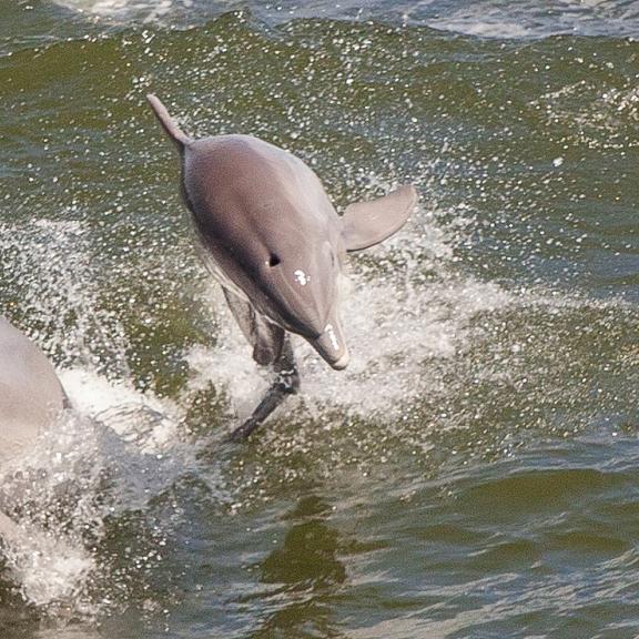 wild dolphin Orange Beach AL