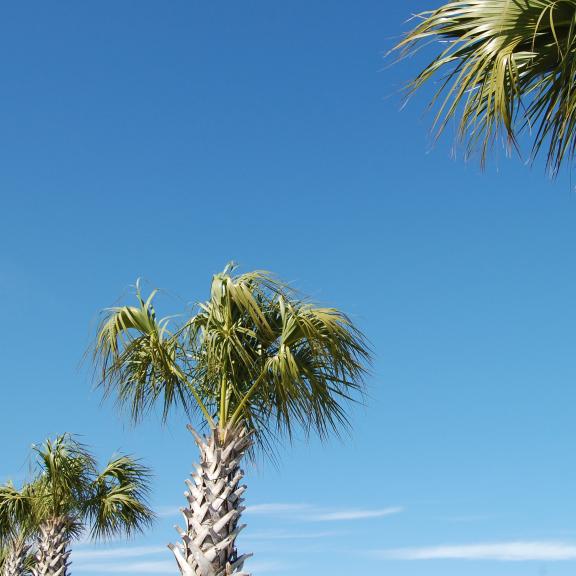 Palm Trees and Blue Sky