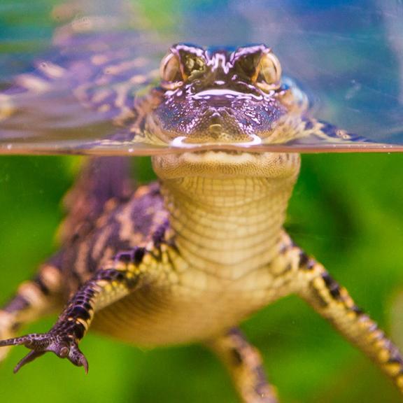 Alabama Gulf Coast Wildlife