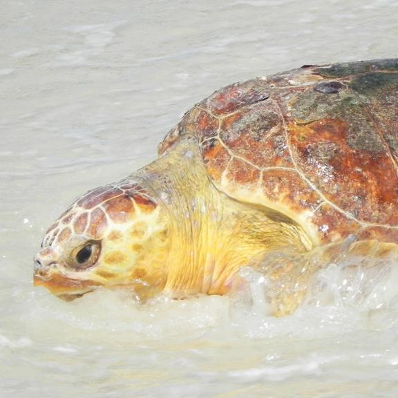 sea turtle gulf shores - hero