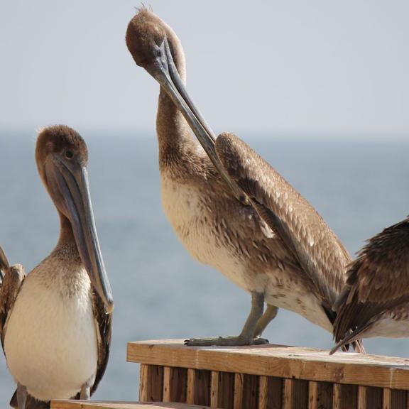 Pelicans on pier in Gulf Shores AL