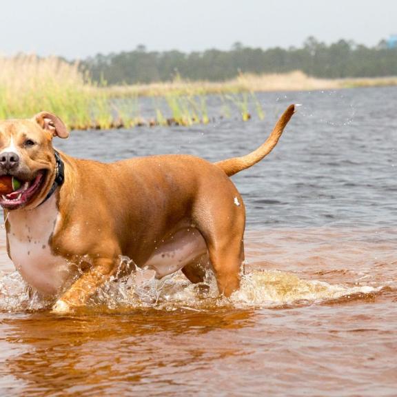 dog playing in Lake Shelby