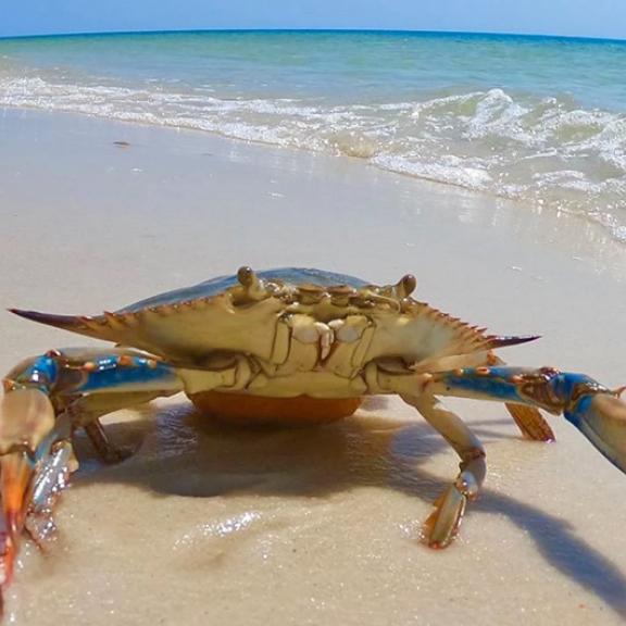 blue crab