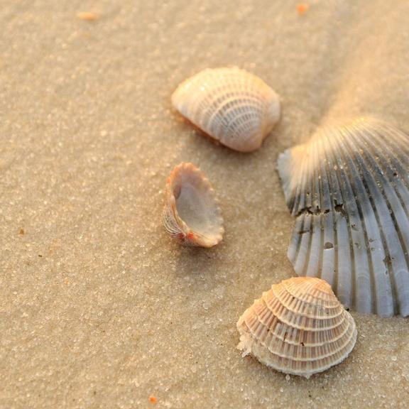 Shelling at sunrise on the Alabama Gulf Coast