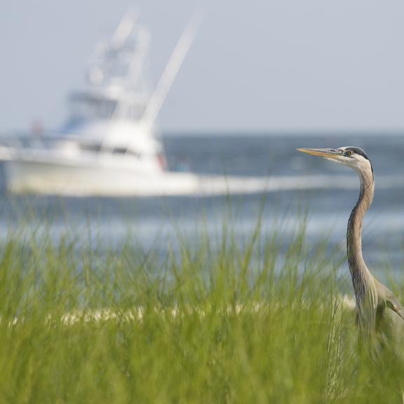 Bird off the coast of Orange Beach