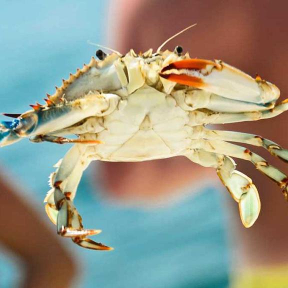 Crab on Alabama's Gulf Coast