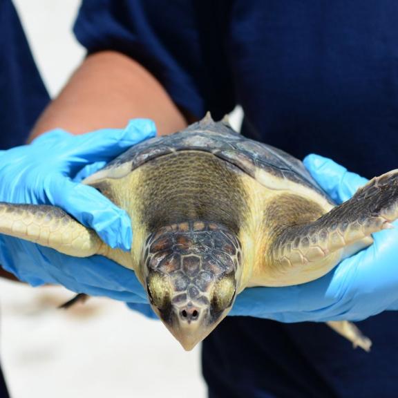 Sea Turtle Release Gulf Shores