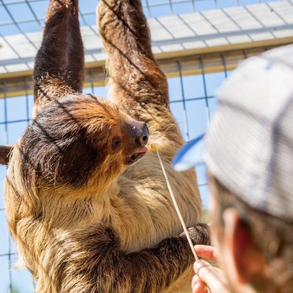 Sloth Encounter Alabama Gulf Coast Zoo