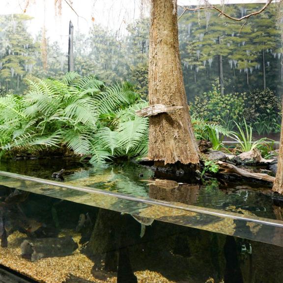Dauphin Island Estuarium & Sea Lab