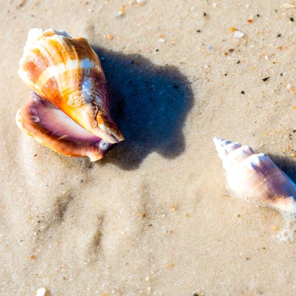 Shelling on Alabama's beaches in Gulf Shores & Orange Beach