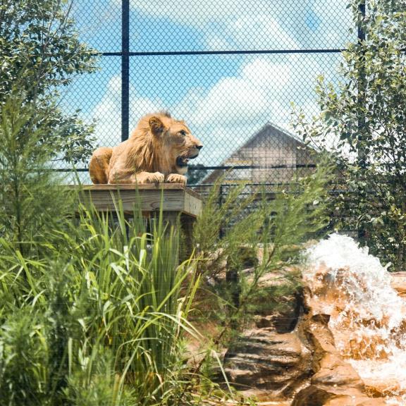 Alabama Gulf Coast Zoo