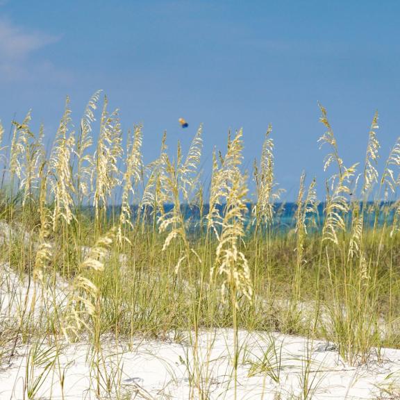 Beach Dunes Gulf Shores